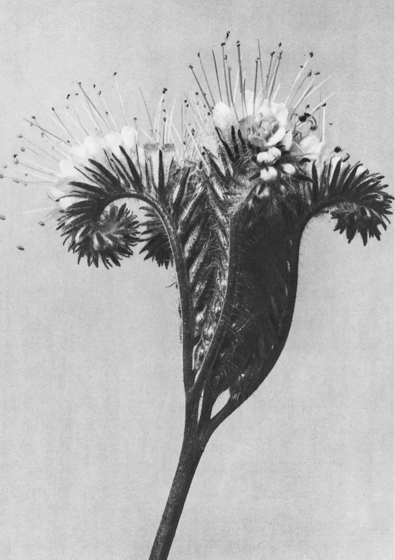 Flor blanca y negra